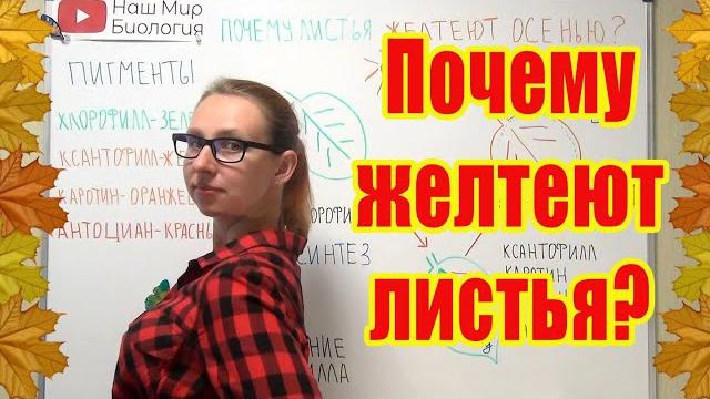 Почему листья желтеют осенью? Почему листья желтеют осенью?