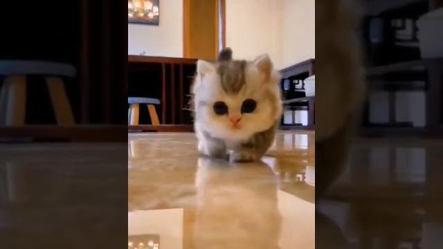 милые котики #shorts милые котики #shorts