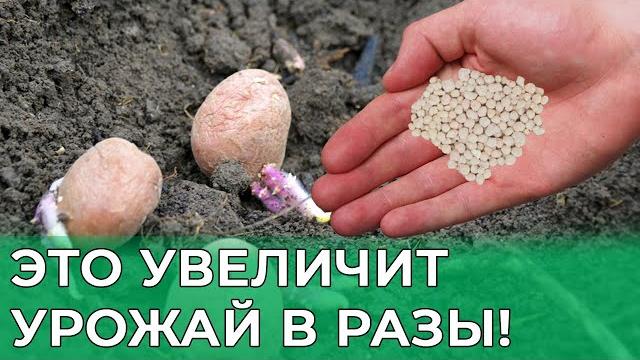 Сделайте ТАК При Посадке Картошки и Собирайте Тонны Урожая! Лучший способ повысить урожай картофеля Сделайте ТАК При Посадке Картошки и Собирайте Тонны Урожая! Лучший способ повысить урожай картофеля