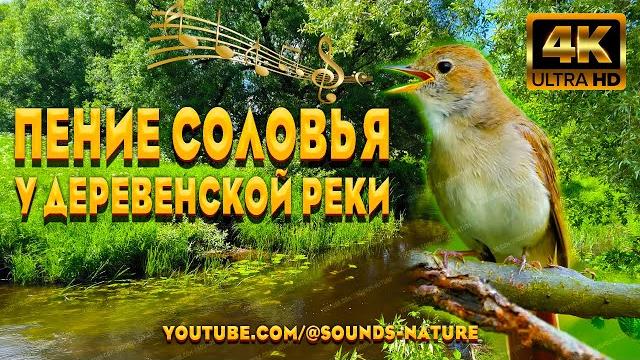 Пение Соловья У Тихой Деревенской Речки - Унесёт Ваши Тревоги И Печали. Звуки Природы ASMR. Пение Соловья У Тихой Деревенской Речки - Унесёт Ваши Тревоги И Печали. Звуки Природы ASMR.