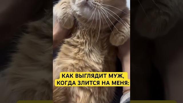 Злюка#отношения #мужижена #мужчина #мужчинаиженщина #мужчины #смешное #юмор #смешноевидео #котики Злюка#отношения #мужижена #мужчина #мужчинаиженщина #мужчины #смешное #юмор #смешноевидео #котики