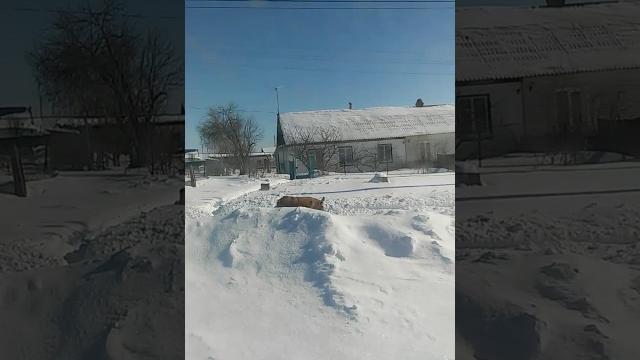 Свинья гуляет ) Свинья гуляет )