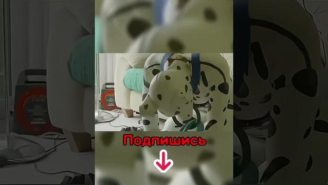 Люди Которые Живут Странной Жизнью! #shorts #собака Люди Которые Живут Странной Жизнью! #shorts #собака