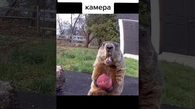 видео не моё! #бобр видео не моё! #бобр