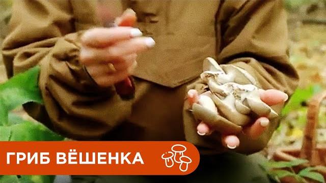 Гриб Вёшенка Обыкновенная. Где Растут Грибы Вёшенки? Гриб Вёшенка Обыкновенная. Где Растут Грибы Вёшенки?