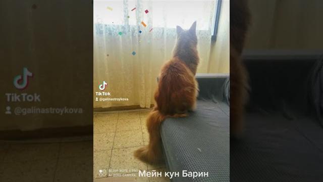 Самый красивый кот Самый красивый кот
