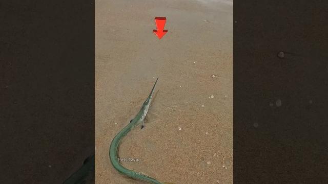 Rescue Mission: Saved this needlefish just in time Rescue Mission: Saved this needlefish just in time