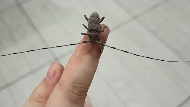 Серый Длинноусый УСАЧ!!! Удивительный жук. Серый Длинноусый УСАЧ!!! Удивительный жук.