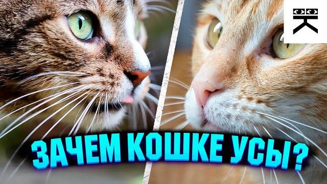 Зачем кошке усы? Зачем кошке усы?