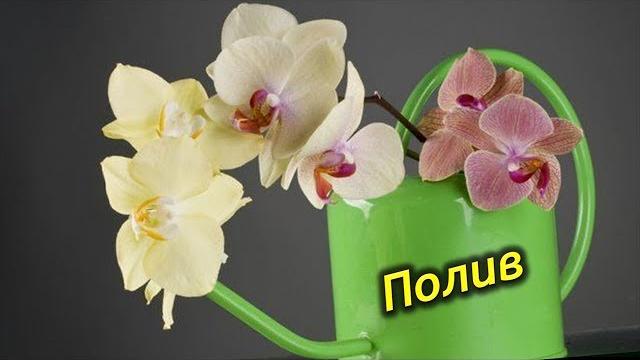 Полив Орхидей! Как правильно поливать Орхидеи! Полив Орхидей! Как правильно поливать Орхидеи!