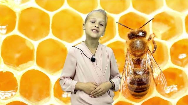 Как пчёлы делают мёд? Как пчёлы делают мёд?