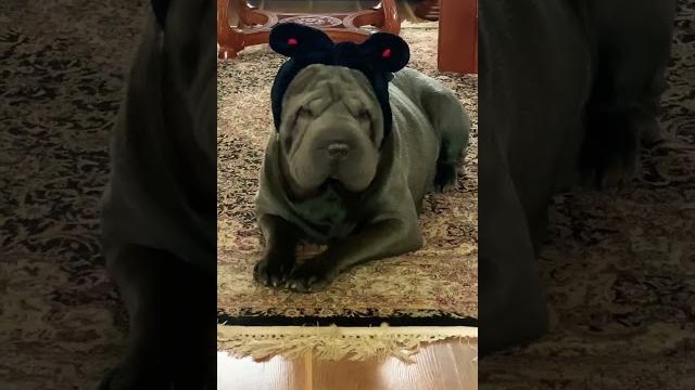 Funny Sharpei Funny Sharpei
