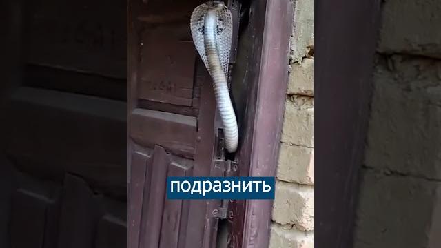 Кобра охраняет вход в дом Кобра охраняет вход в дом