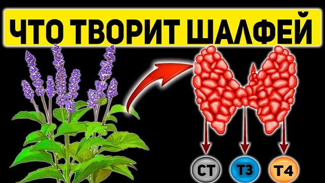 Растение Долгожителей! Что Творит Шалфей с Организмом Человека? Полезные и Лечебные Свойства Шалфея Растение Долгожителей! Что Творит Шалфей с Организмом Человека? Полезные и Лечебные Свойства Шалфея