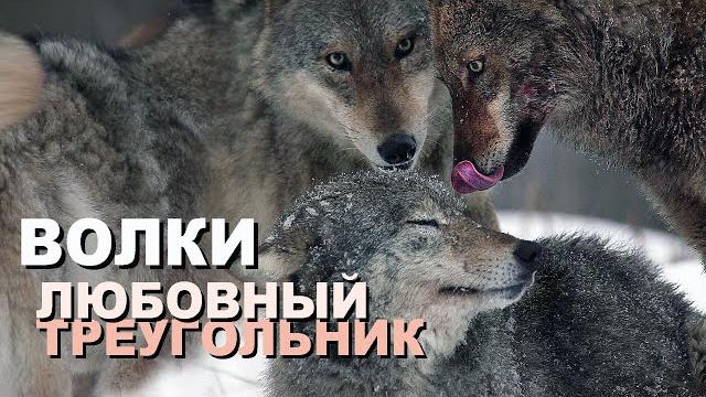Волки - любовный треугольник в 4К | Film Studio Aves Волки - любовный треугольник в 4К | Film Studio Aves