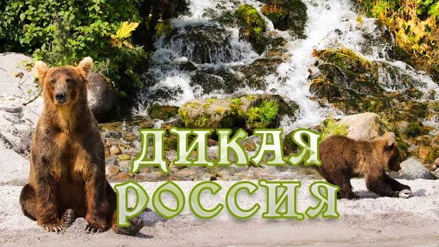 Дикая природа России. #Документальный фильм 4K Дикая природа России. #Документальный фильм 4K