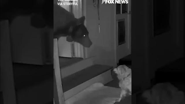Massive bear confronted by family dog after wandering into home #shorts #foxnews #viral #news #usa Massive bear confronted by family dog after wandering into home #shorts #foxnews #viral #news #usa