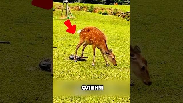 Олениха родила прям на заднем дворе #милыеживотные #животные Олениха родила прям на заднем дворе #милыеживотные #животные