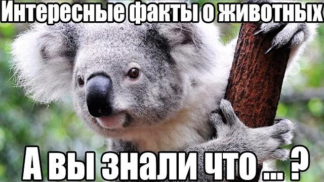 ТОП 15 интересные факты про животных. Животные. Домашние животные. Жизнь животных. А вы знали что? ТОП 15 интересные факты про животных. Животные. Домашние животные. Жизнь животных. А вы знали что?