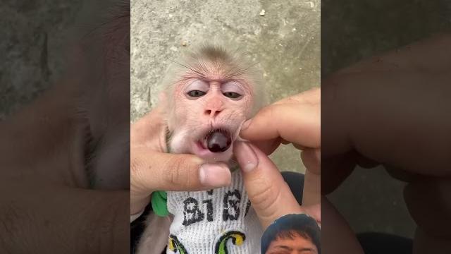 funny Video part38 #monkey #babymonkey #funny #animals #cute #dj #remix #music #duet #drgadget funny Video part38 #monkey #babymonkey #funny #animals #cute #dj #remix #music #duet #drgadget