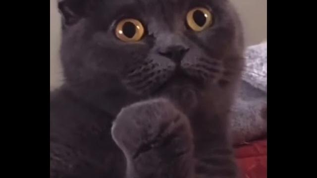 Наташ! Кошке голову отрезать? (прикол) #животные Наташ! Кошке голову отрезать? (прикол) #животные
