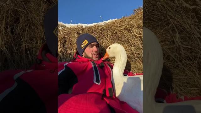 Очень ревнивый Гусь Очень ревнивый Гусь