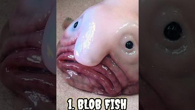 Most Ugliest Animals In The World #shorts Most Ugliest Animals In The World #shorts