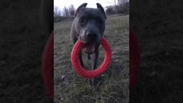 #питбуль ##апбт # #apbt #pitbull # #pitbulllove # #крым #shorts #рекомендации #топ #видео# #питбуль ##апбт # #apbt #pitbull # #pitbulllove # #крым #shorts #рекомендации #топ #видео#