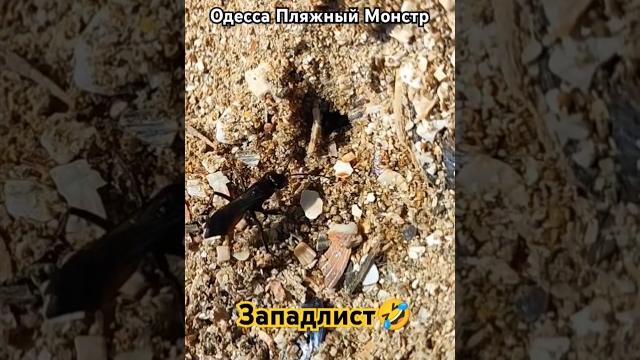 Одесса Прикол Пляжный Монстр 2️⃣0️⃣2️⃣5️⃣ Пляжный Сезон #приколы#море️️ #природа #отдыхвукраине Одесса Прикол Пляжный Монстр 2️⃣0️⃣2️⃣5️⃣ Пляжный Сезон #приколы#море️️ #природа #отдыхвукраине