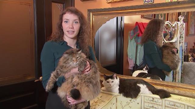 Зачем кошке усы? Зачем кошке усы?