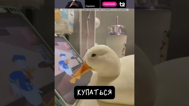 Карликовые Утки (Call Ducks) — ТОП питомцы Карликовые Утки (Call Ducks) — ТОП питомцы