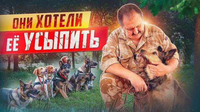 О ЧЕМ МОЛЧАТ ХОЗЯЕВА СОБАК? ОБРАТНАЯ СТОРОНА. Как выбрать собаку? Какую собаку взять? Советы О ЧЕМ МОЛЧАТ ХОЗЯЕВА СОБАК? ОБРАТНАЯ СТОРОНА. Как выбрать собаку? Какую собаку взять? Советы