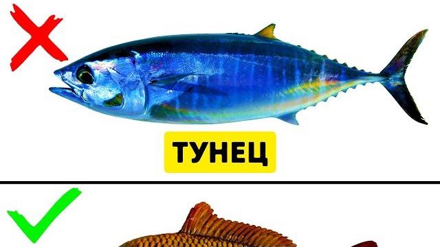 9 Видов Рыбы, Которые Не Стоит Есть 9 Видов Рыбы, Которые Не Стоит Есть
