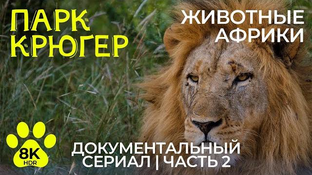 Дикая природа Африки – Эпизод 2 | 8K HDR Документальный фильм о животных Парка Крюгер (с музыкой) Дикая природа Африки – Эпизод 2 | 8K HDR Документальный фильм о животных Парка Крюгер (с музыкой)