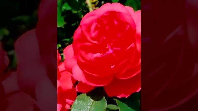 Роза Кордес Kordes Роза Кордес Kordes