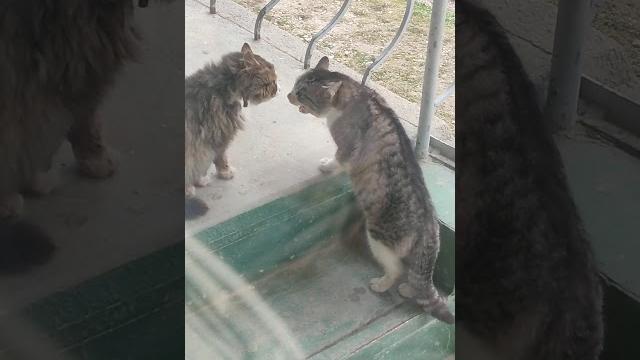 кошки разговаривают между собой кошки разговаривают между собой