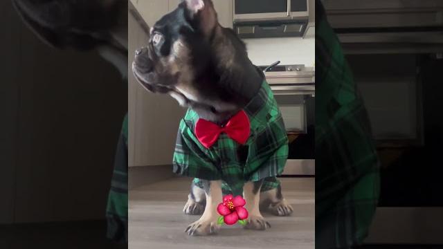 Харизматичный наш#stitch #собака #прикол #frenchbulldog #французскийбульдог #харизма #puppy #стич Харизматичный наш#stitch #собака #прикол #frenchbulldog #французскийбульдог #харизма #puppy #стич