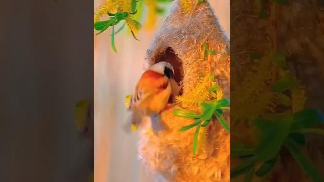 С добрым утром! Природа! #nature #wildlife #wow #funny #приколы #птички #утро #birdwatching #birds С добрым утром! Природа! #nature #wildlife #wow #funny #приколы #птички #утро #birdwatching #birds