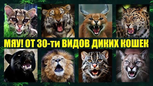 Как мяукают и рычат 30 видов диких кошек мира Кошачьи разговоры Как мяукают и рычат 30 видов диких кошек мира Кошачьи разговоры