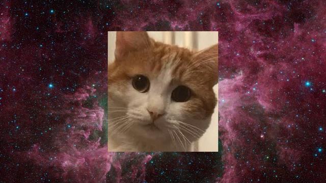 Прощание с котом Твиксом. Прощание с котом Твиксом.