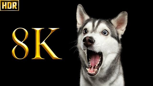 Коллекция Cute Dogs 8K HDR 60FPS ДЕМО Коллекция Cute Dogs 8K HDR 60FPS ДЕМО