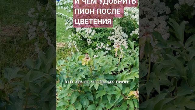 КАК ОБРЕЗАТЬ И ЧЕМ УДОБРИТЬ ПИОН ПОСЛЕ ЦВЕТЕНИЯ? ДОСМОТРИТЕ ВИДЕО ДО КОНЦА. #пион #казань КАК ОБРЕЗАТЬ И ЧЕМ УДОБРИТЬ ПИОН ПОСЛЕ ЦВЕТЕНИЯ? ДОСМОТРИТЕ ВИДЕО ДО КОНЦА. #пион #казань