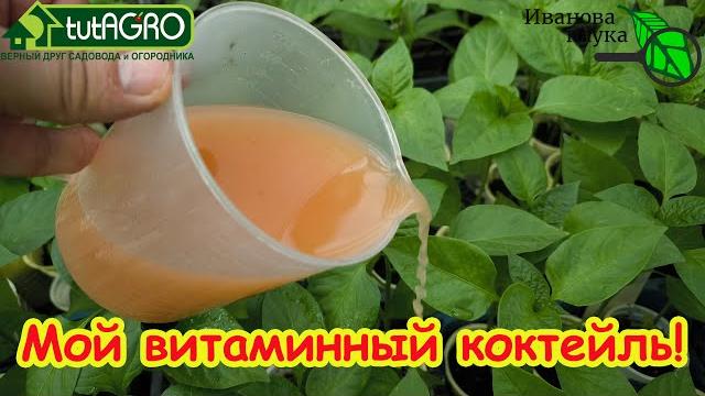 ТОМАТЫ ВМИГ ПОЙДУТ В РОСТ И НАЧНУТ ВЯЗАТЬ ПЛОДЫ: дайте им этот витаминный розовый раствор. ТОМАТЫ ВМИГ ПОЙДУТ В РОСТ И НАЧНУТ ВЯЗАТЬ ПЛОДЫ: дайте им этот витаминный розовый раствор.