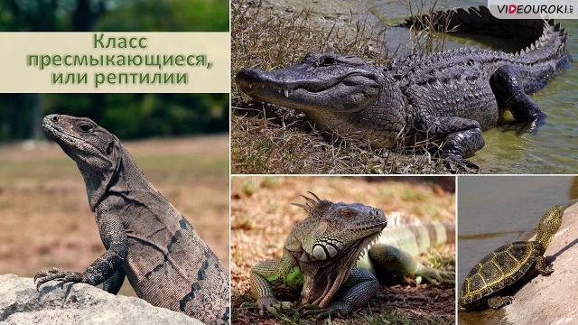 4 октября - Всемирный день защиты животных 4 октября - Всемирный день защиты животных