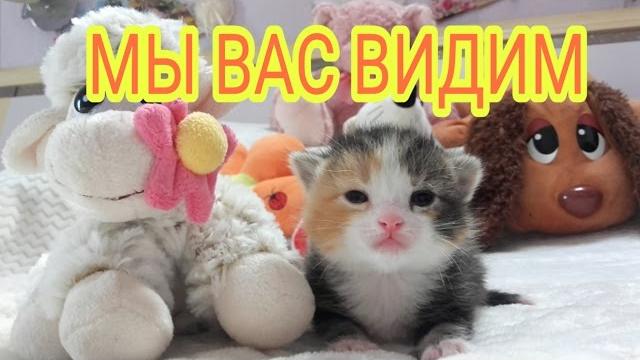 Котята открыли глаза. Котята открыли глаза.