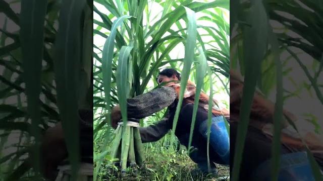 Techniques To Farm Softer Sugarcanes Full Video #satisfying #shot Techniques To Farm Softer Sugarcanes Full Video #satisfying #shot