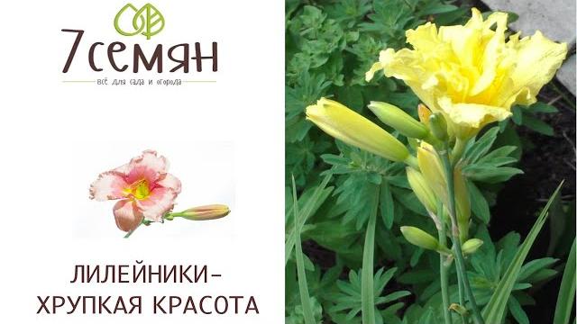 ВСЕ, ЧТО НУЖНО ЗНАТЬ О ЛИЛЕЙНИКАХ! ВСЕ, ЧТО НУЖНО ЗНАТЬ О ЛИЛЕЙНИКАХ!