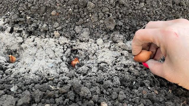 ЛУК вырастет крупный, всего 3 ВАЖНЫХ правила при посадке! ЛУК вырастет крупный, всего 3 ВАЖНЫХ правила при посадке!