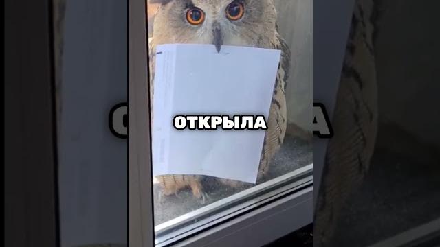 Эта сова принесла что-то неожиданное Эта сова принесла что-то неожиданное