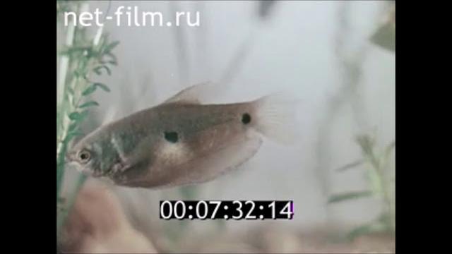Зачем рыбам плавательный пузырь? ЦентрНаучФильм Зачем рыбам плавательный пузырь? ЦентрНаучФильм
